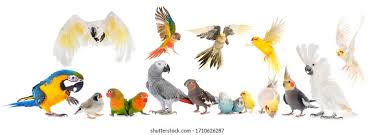 Image result for tbn:ED285OK8yRCGdM::www.hawanaajd.com/backgd/data/media/4/Wallpapers_-_Parrots_-_01.jpg