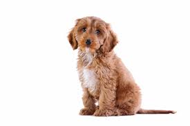 Spoodle Breed Guide Petbarn