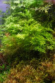 Image result for Ceratopteris