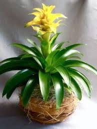 Names Of Indoor House Plants Tropical Indoor Plant Types Indoor Tropical Plant Care Indoor House Indoor Tropical Plants Plants Flora Flowers