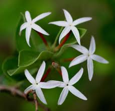 Image result for Carissa spinarum