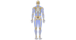 The human body is one complex network, universally accepted as the most intriguing construct. Human Skeleton For Kids Human Body Skeleton Dk Find Out