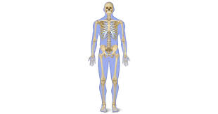 Muscle is a soft tissue found in the human and animal body. Human Skeleton For Kids Human Body Skeleton Dk Find Out