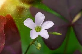オキザリスの花言葉 花の種類や開花時期 見頃の季節は Horti ホルティ By Greensnap