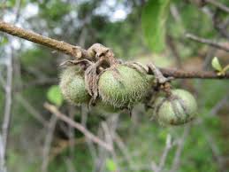 Image result for Grewia villosa