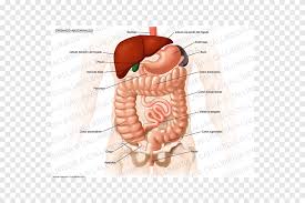 Maybe you would like to learn more about one of these? Abdomen Organ Human Anatomy Abdominal Cavity Colo Colo Hand Human Png Pngegg