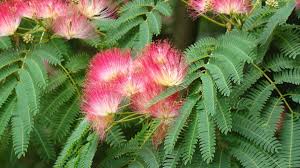 Image result for Mimosa