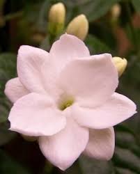 Jasminum Sambac Flore Plena In 1990 President Suharto Declared Jasminum Sambac As One Of Three Nationa Jasmine Flower Tattoos Jasmine Flower Jasmine Plant