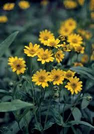 Image result for Gomphocarpus tenuifolius