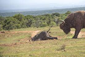 No A Mother Elephant Didn T Actually Beat Up A Buffalo For Hurting Her Baby Calf
