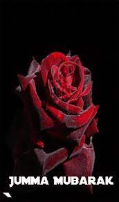 Check spelling or type a new query. Jumma Mubarak Good Morning Roses Flowers Gif Beautiful Roses