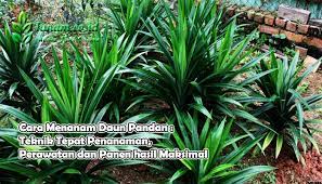 Daun yang berwarna hijau dan beraroma wangi ini, kerap kali digunakan sebagai penyedap masakan. Cara Menanam Daun Pandan Teknik Tepat Penanaman Perawatan Dan