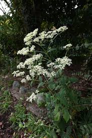 Image result for Valerianaceae