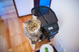 If your cat is suddenly hungry all the time, it's usually a sign of a larger problem and requires a visit to your veterinarian. Timed Cat Feeders Preventing Hunger Eating Too Much Too Quickly