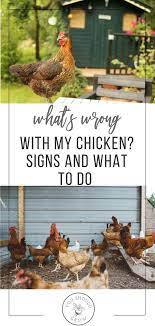 Backyard Chickens Are Pretty Easy To Care For On Any Homestead But What Happens If They Get Sick How Can You Tell Raising Chickens Chickens Chickens Backyard