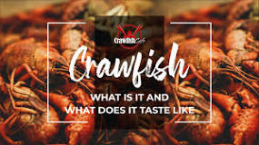 「giant crayfish lobster」的圖片搜尋結果