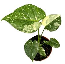 Image result for Gonatopus clavatus