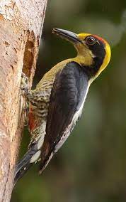 Pin En Pajaros Oliver