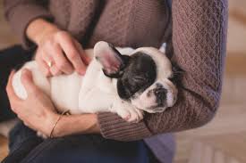 We have done this test with everyone of our dogs and it has perfectly predicted their. Tips To Care For Your English Bulldog Puppy