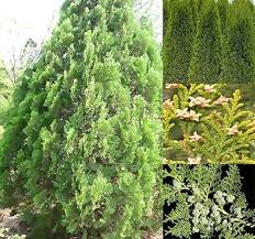 Image result for Vismia orientalis