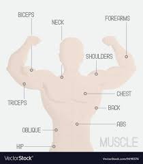 The function of skeletal muscle is to contract to move parts of the body closer to the bone that the muscle is attached to. Body Muscles Name For Gym Off 71