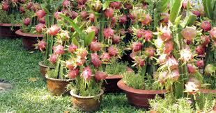 Pitaya usually refers to fruit of the genus stenocereus. Want To Grow This Delicious Mysterious Fruit In Pot Its Dragon Fruit Plant Talk Nurserylive Wikipedia