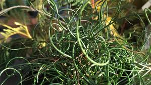 Image result for Juncus exsertus