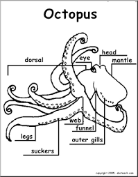 Probing is often done with 32p labeled atp, biotin/streptavidin or a bioluminescent probe. Animal Diagrams Octopus Labeled And Unlabeled Abcteach
