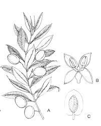 Image result for Oleaceae