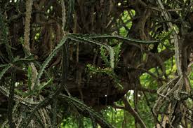 Image result for Euphorbia lividiflora