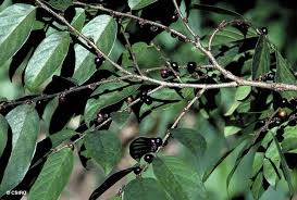 Image result for Bridelia