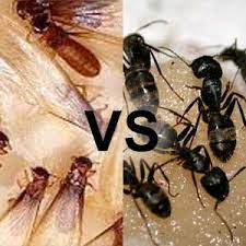 Nixalite pest bird and wildlife control products really work for commercial & home use. Carpenter Ants Vs Termites Professional Exterminators In Ny Vt