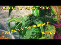 What to do about spider mites during flowering. How To Get Rid Of Spider Mites During Flowering