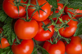 Penyakit ini juga disebut early blight, dan disebabkan oleh jamur alteranaria tomatophilia. Kenapa Daun Tanaman Tomat Berbintik Abu Abu Ini Penjelasannya Halaman All Kompas Com