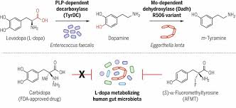 gut bacteria interferes with metabolism of parkinsons drug