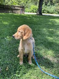 Beautiful golden retriever puppies, mom is a ukc conformation champion, light blonde is color, dad is dark gold in color and has the big blocky head. Golden Retriever Puppies For Sale Wichita Ks 334059
