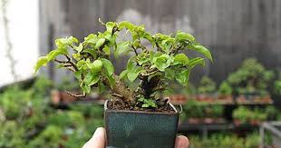 整理 一些豆盆 20110806 海斗的遊心花園 痞客邦 bonsai