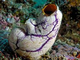 Tunicate - Wikipedia