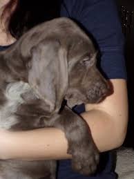 Image result for slovenský ohař hrubosrstý