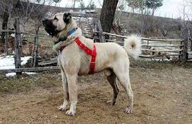 Kangal Dog Wallpapers For Android Apk Download Dogs kangal dog animals friendship beautiful dogs a kangal dog with a lamb. kangal dog wallpapers for android apk