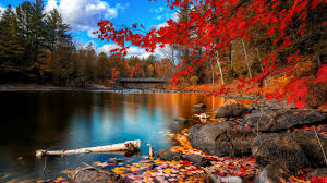 wallpaper autumn forest 4k hd wallpaper leaves trees lake rocks beach bridge sky clouds nature 578 wallpaper autumn forest 4k hd
