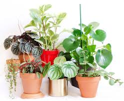 Peperomia graveolens, unfortunately, cannot be propagated from leaf as a section of a stem needs to be present for the plant to grow roots and new shoots. Plant Profiles Peperomias Stamen Stem