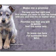 Puppy Promise Dogs Dog Adoption Pets