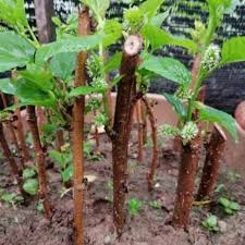Selain itu juga, hydrengea mudah dibiakkan dari keratan batang. 10 Keratan Batang Mulberry Jenis Besar Dan Buah Lebat Shopee Malaysia