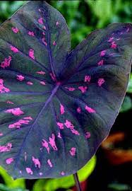 Bi Color Caladium Neon Pink Spots Rubicundum Live Elephant Ear Potted Plant Elephant Ear Plant Plants Shade Plants