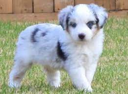 Harley Toby Litter Male Blue Merle 3 West Texas Mini Aussies Miniature Australian Shepherds Lubbock Tx Very Cute Dogs Crazy Dog Lady Crazy Dog