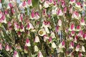 Pimelea Physodes Qualup Bell Spectacular Purple Flower Etsy Fragrant Flowers Purple Flowers Flowers