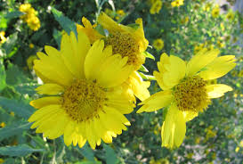 Image result for Verbesina encelioides