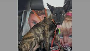 Fundraiser for Yolanda Berkowitz by Erin S : Help Save Baloo as He Fights  for His Life