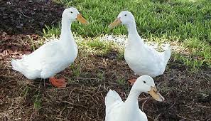 May 31, 2021 · swedish blue duck characteristics. Pekin Duck Breed Everything You Need To Know